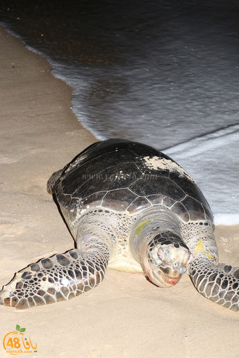 sol7aafffaha (19).JPG